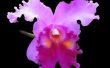 Volver a maceta una orquídea, así que usted nunca sobre agua nuevo (reciclaje/reutilización)