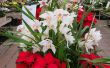 13 opciones de planta floreciente para la Navidad, que no sean de flores de Pascua
