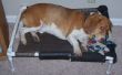 PVC elevada cama de perro