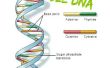 Cómo extraer y ver ADN para baratos