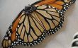 Mariposa monarca Walkalong Glider