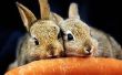 C&oacute;mo mantener los conejos comiendo verduras de su jard&iacute;n cultivos&period; 
