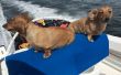Bimini estilo perro barco asiento (máximo de $25, 1 hora)