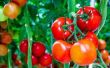 Inusuales formas a utilizar tomates