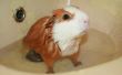 Cómo a bañar conejillos de Indias