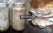 Cómo cultivar el micelio de la seta de ostra (Low Tech)