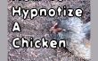 Cómo hipnotizar un pollo