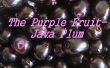 La ciruela púrpura fruta-Java