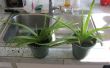 Dividir las plantas de Aloe