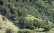 Quite el Tojo (Ulex europeos) con arbusto nativo de Nueva Zelanda
