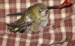Cómo rescatar un colibrí