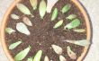 Cómo suculentas raíces/propagar rápidamente en hojas