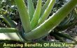 Asombrosos beneficios del Aloe Vera