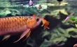 How to make better Freshwater Aquarium photos