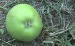 Cosechar manzanas orgánico