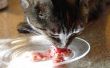 Hacer comida de gato crudo