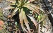 Cómo cultivar Aloe Vera de una hoja (y usarlo)