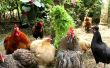 Estrés en los pollos orgánicos - cómo implementar estrategias para prevenir y detener el estrés. 