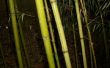 Tubo de almacenamiento bambú