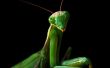 Cría de Mantis
