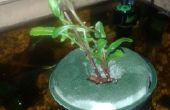 Acuaponia simple flotante planta