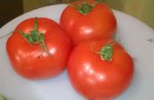 Horno - sopa de tomate secretos de San Marzano