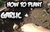 Cómo plantar ajo