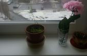 Inicio de crecimiento. Flor de la Lobelia en el alféizar de la ventana. 