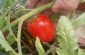 Jardinería de tomate - semillas de la fruta
