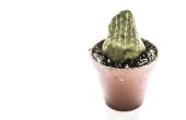 Convertir plantas atrofiadas en hermoso Cactus! 