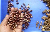 Aceite de ricino: Parte 1-Cómo crecer y cosechar frijoles de ricino