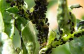 Infusión de ajo orgánico contra pulgones negro pulgón