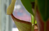 Nepenthes plantas de jarra para macetas mezcla desde cero