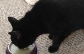 Riñón ayuda alimentos para gatos caseros