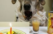Receta de torta de cumpleaños con fotos del animal doméstico