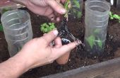 Como Tener Una Planta De Tomate En 15 Dias