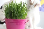 Cómo cultivar hierba de gato