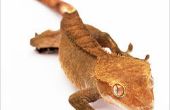 Crested Gecko cuidado