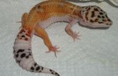 Cuidado de Gecko leopardo