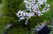 DIY Sakura - flor de cerezo con papel (con video)