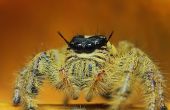 Angry araña con ojos de miedo