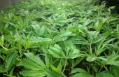 Clonación: Propagar el cultivo de cannabis
