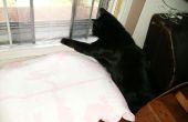 Cómo hacer una entrada de gato en una pantalla de la ventana extraíble