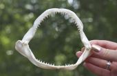 Preservar las mandíbulas de tiburón y piel de principio a fin