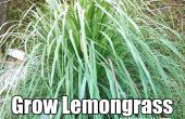 Cómo cultivar hierba de limón