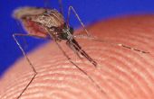 Cómo deshacerse de las picaduras de mosquitos