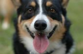 Arduino controla perro alimentos/dispensador