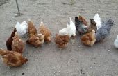 Brotación de la alimentación de pollo