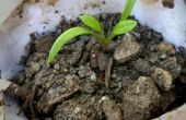 Cómo hacer tu propia semilla-starter tazas-que son buenos para las plantas! 
