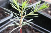 Crecer su propio árbol de Secuoya gigante